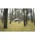 Квадрокоптер DJI Air 2S (CP.MA.00000359.01)