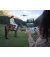 Квадрокоптер DJI Mini 4 Pro with RC-N2 (CP.MA.00000731.01)