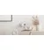 Сетевое зарядное устройство Belkin 20W USB-C PD PPS White (WCA006VFWH)